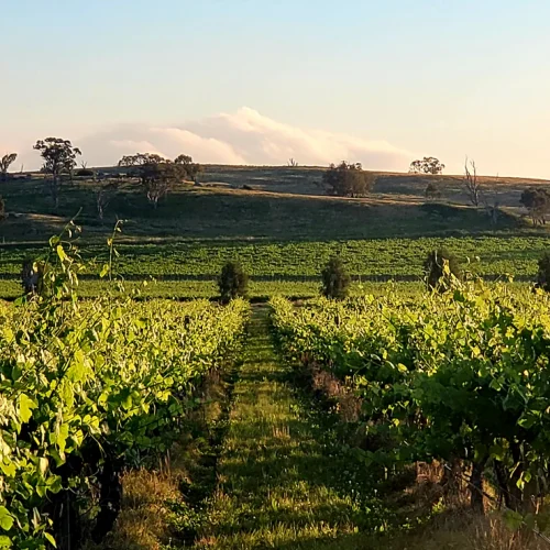 20211216_193337_07000e31-7bef-47b9-af3a-e3b695477205_1500x739_crop_center