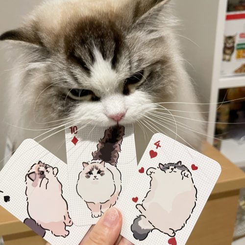 Cat Poker card - Yuqing wei